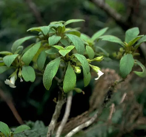 Cyrtandra sp. photo