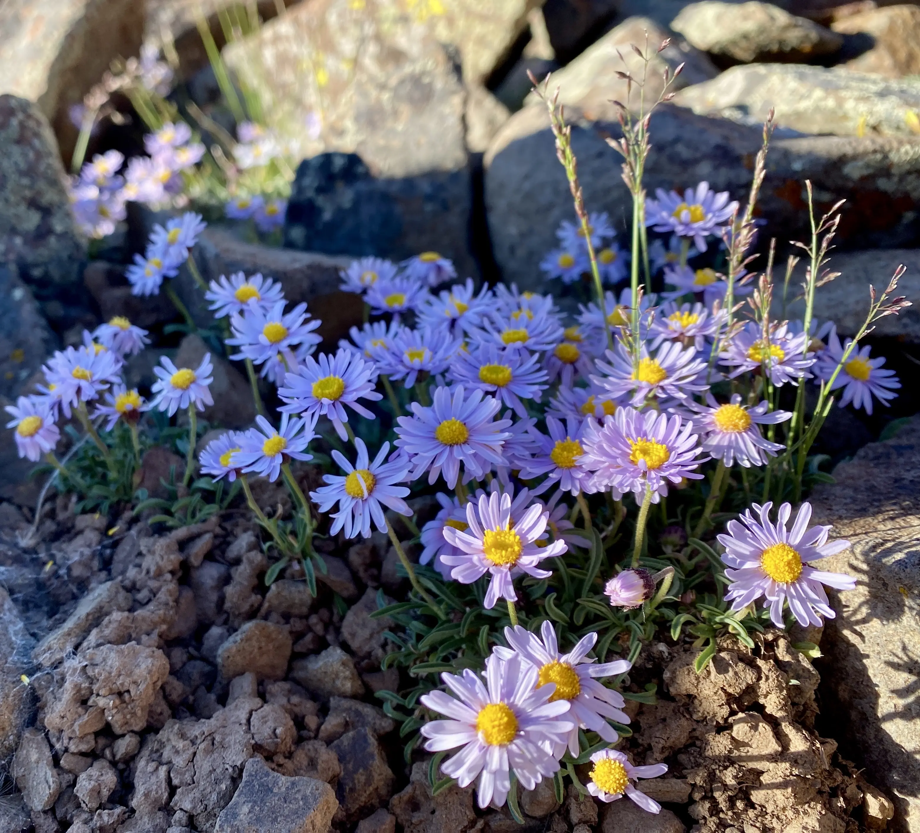 Erigeron leiomerus in Colorado